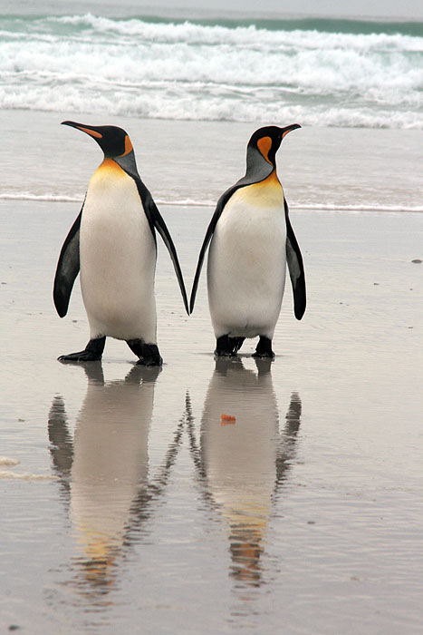 FK0310LD0862_volunteer-point-king-penguins.jpg [&copy; Last Frontiers Ltd]