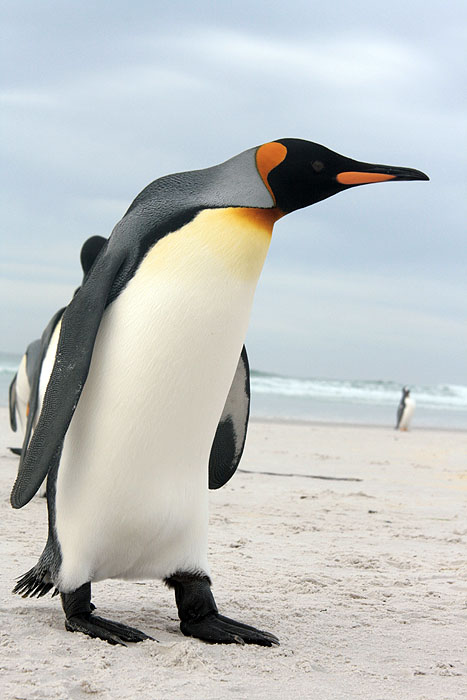 FK0310LD0924_volunteer-point-king-penguins.jpg [&copy; Last Frontiers Ltd]