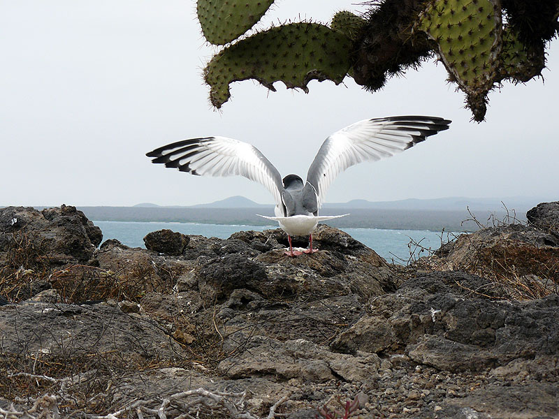 GP0917NL0369_plazas.jpg [&copy; Last Frontiers Ltd]