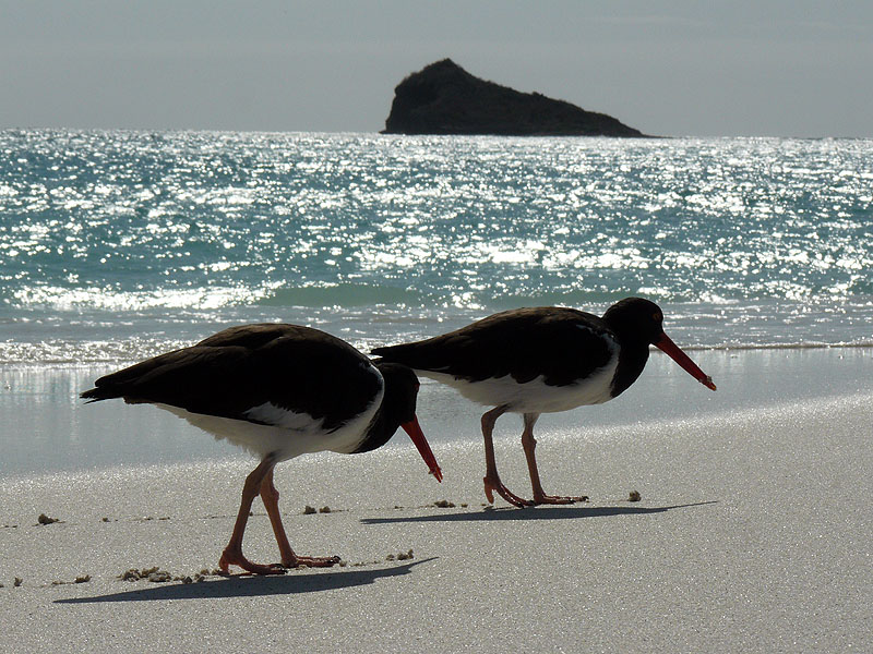 GP0917NL0431_espanola-island-gardner-bay-oyster-catchers.jpg [&copy; Last Frontiers Ltd]