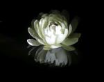 Image: Lily flower - The Rupununi savannas