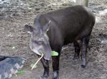 Image: Tapir - The Rupununi savannas